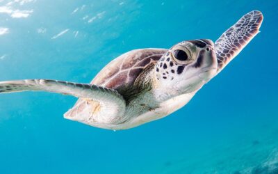 Busy life style on the united states all the time