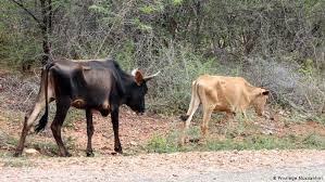 Gutu farmers in draught power crisis