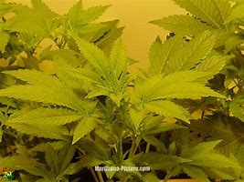 Entire family arrested for mbanje