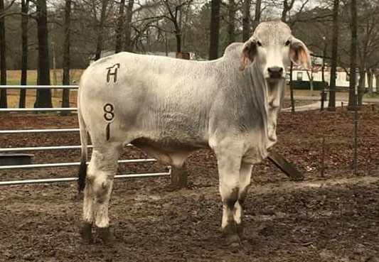 Masvingo city threatens to shoot stray cattle