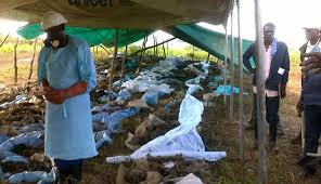 114 ex-combatants remains exhumed