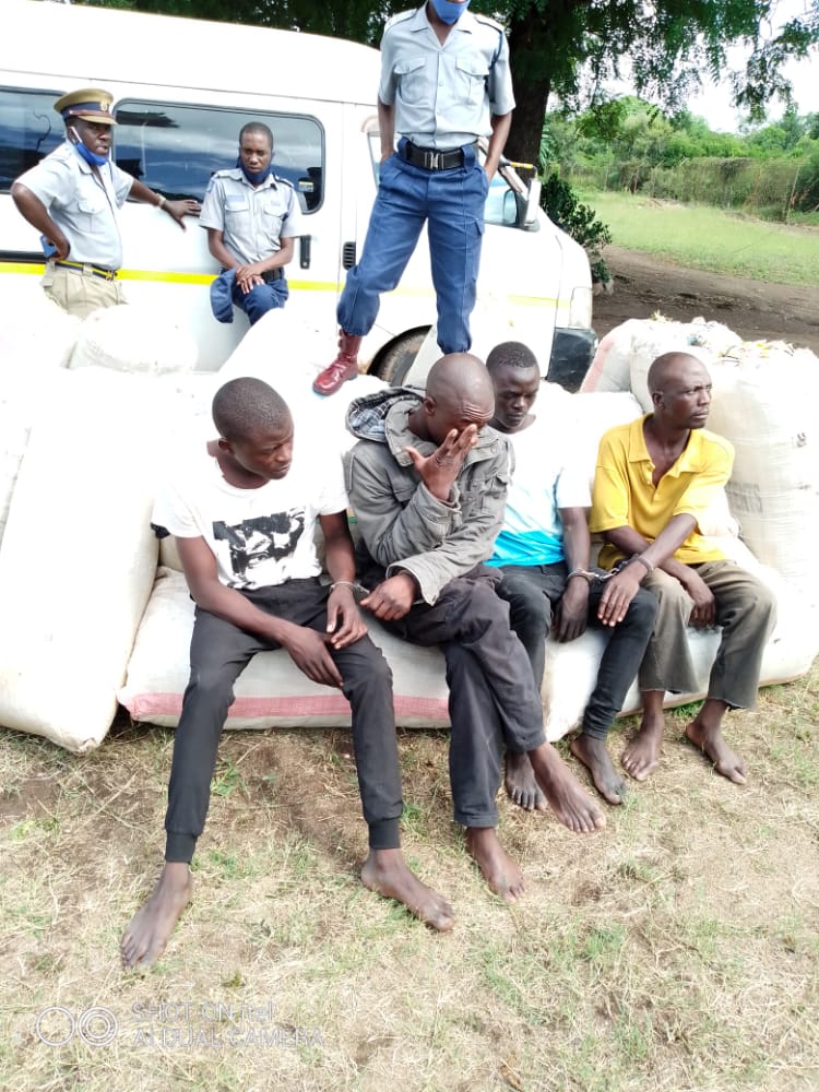 Police nab mbanje dealers in Chipinge