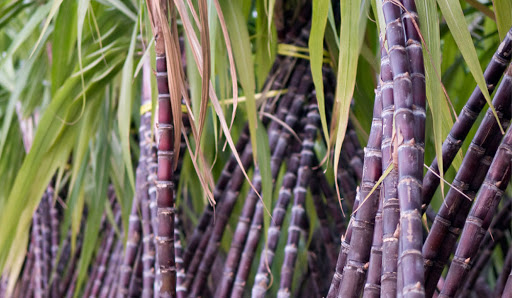Sugar cane industry set to increase production