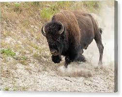 Man drowns escaping from charging buffalo