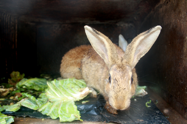 Zim hosts first ever rabbit meat expo