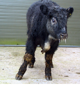 Warning over Blackleg outbreak