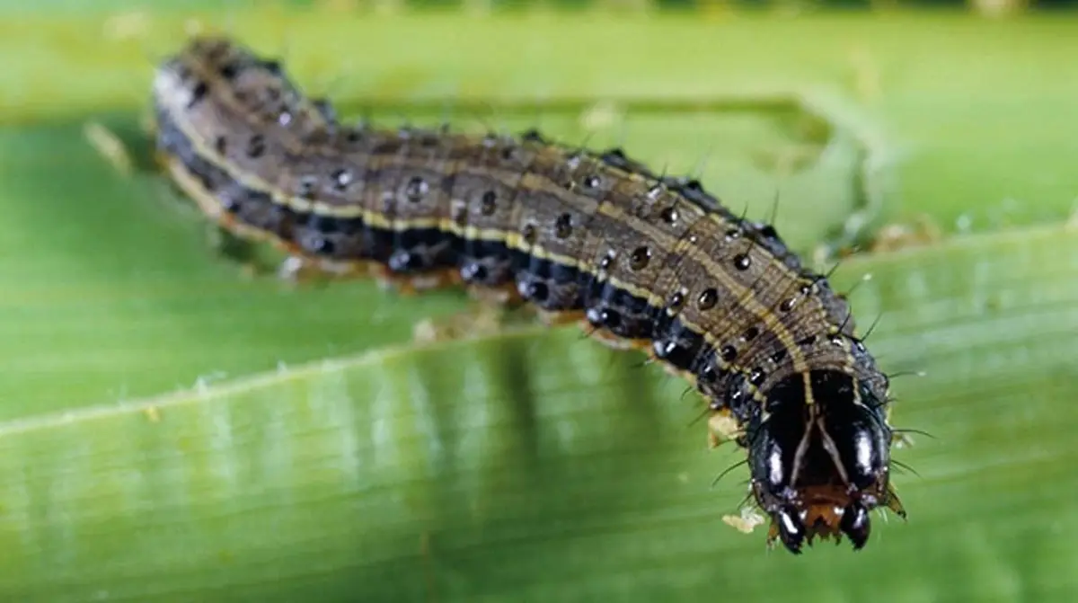 Armyworm invasion affects 400ha