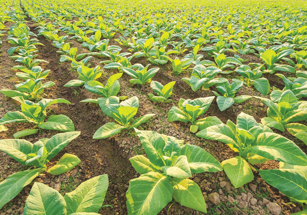 Zimbabwe tobacco hectarage hits record high