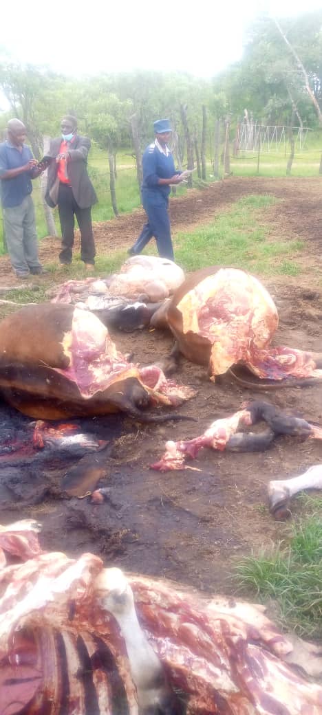Stop cattle rustling scourge now- warns Basera