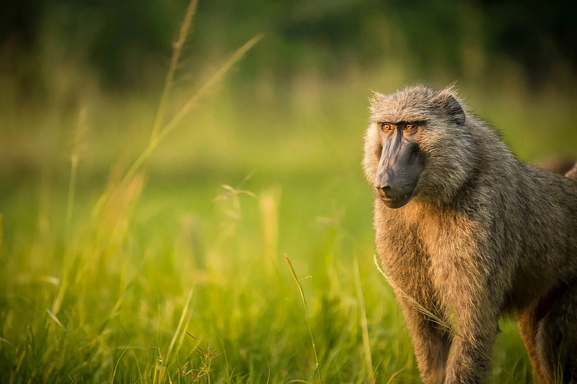 Baboon attacks, snatches toddler