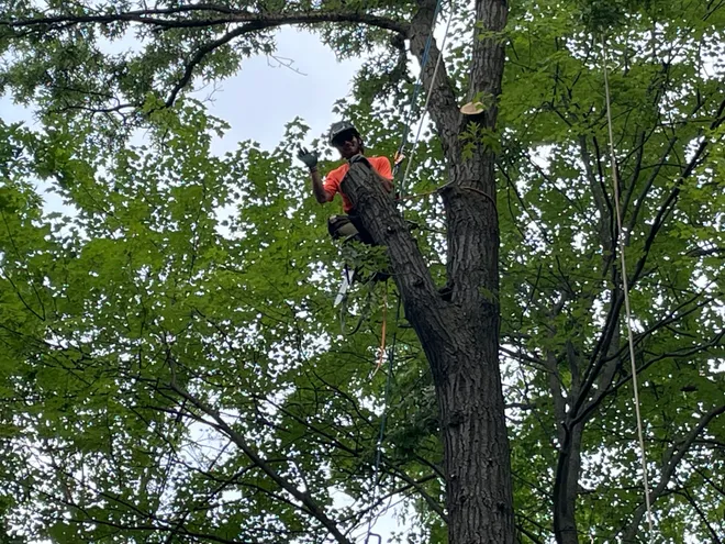 MP declares war on tree cutters