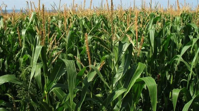 Research Delivers Drought-Tolerant Maize for a Hotter, Uncertain Future