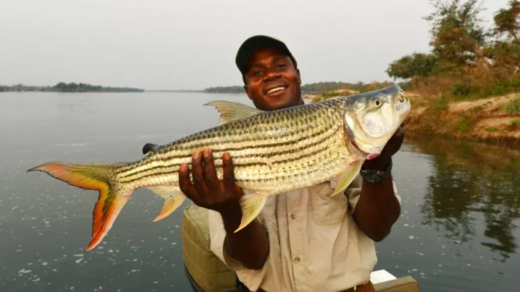 Lake Kariba fish diseases pose growing health, environmental dangers