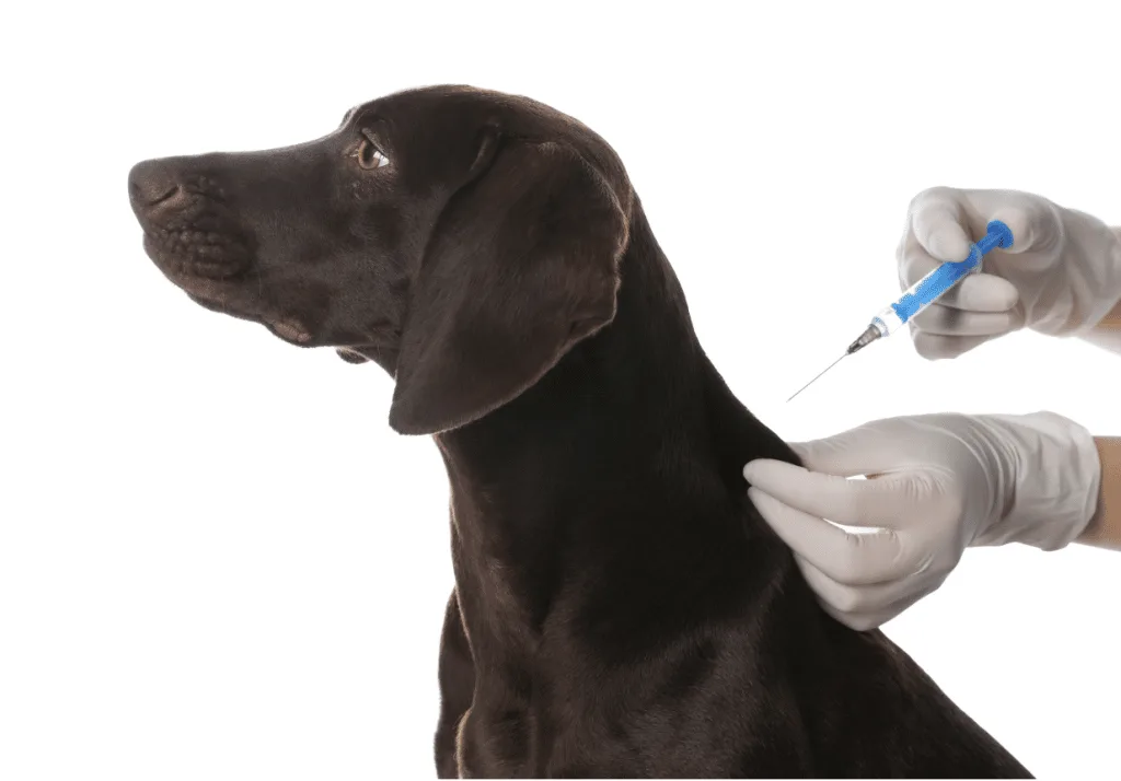 Growing numbers of unvaccinated dogs worry health officials